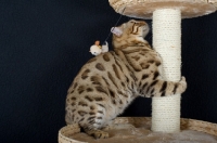 Picture of Bengal male cat on a scratch post, black background