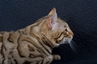 Picture of Bengal male cat on black background, studio shot