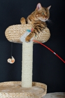 Picture of Bengal male cat playing with a toy on a scratch post, black background