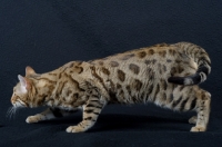 Picture of Bengal male cat prowling, black background in studio