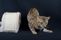 Picture of Bengal male cat prowling, black background