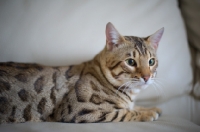 Picture of Bengal male cat resting on a couch