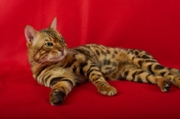 Picture of Bengal male cat resting, red background