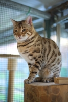 Picture of Bengal male cat sitting on a piece of wood