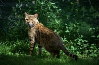 Picture of Bengal male cat standing in grass, champion Guru Nuvolari