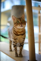 Picture of Bengal male cat standing