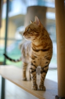 Picture of Bengal male cat standing