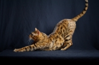 Picture of bengal male cat stretching, studio shot on black background
