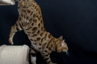 Picture of Bengal male cat walking down from a scratch post