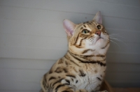 Picture of Bengal male cat