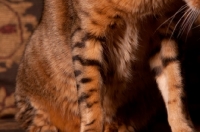 Picture of Bengal markings