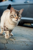 Picture of Bengal near car