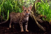 Picture of bengal near greenery