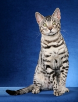 Picture of Bengal on blue background