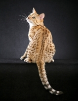 Picture of Bengal on dark gray background