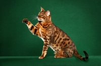 Picture of Bengal on green background, one leg up