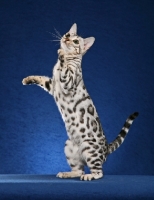 Picture of Bengal on hind legs