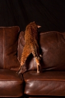 Picture of Bengal over couch