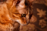 Picture of Bengal portrait, looking down