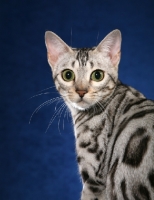 Picture of Bengal portrait on blue background