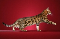Picture of Bengal reaching out, side view