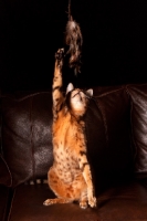 Picture of Bengal reaching up