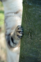 Picture of Bengal scratching tree