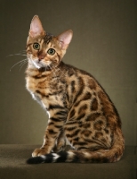 Picture of Bengal sitting in studio