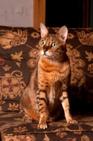 Picture of Bengal sitting on couch