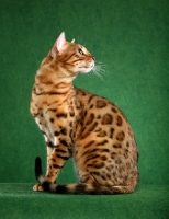 Picture of Bengal sitting on green background