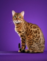 Picture of Bengal sitting on purple background