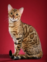 Picture of Bengal sitting on red background