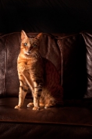 Picture of Bengal sitting on sofa