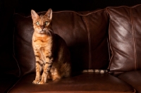 Picture of Bengal sitting on sofa
