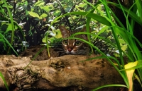 Picture of bengal spying behind a log