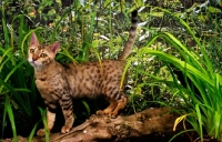 Picture of bengal standing on a log