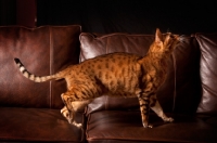 Picture of Bengal standing on couch