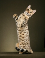 Picture of Bengal standing on hind legs