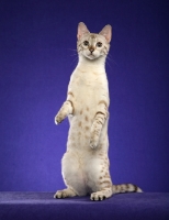 Picture of Bengal standing up on purple background