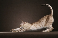 Picture of Bengal stretching
