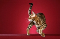 Picture of Bengal walking on red background, turning