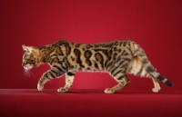 Picture of Bengal walking on red background