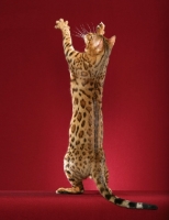 Picture of Bengal with legs up in the air