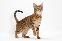Picture of Bengals on white background
