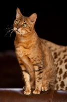 Picture of Bengal