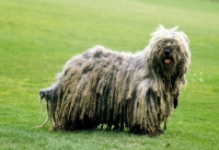 Picture of bergamasco - alpine herder