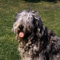 Picture of bergamasco head portait