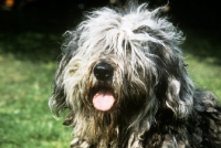 Picture of bergamasco, head study