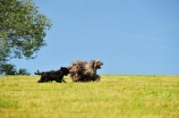 Picture of Bergamasco running with puppy