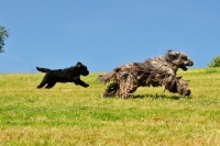 Picture of Bergamasco running with puppy